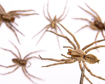 FIVE (5) Wolf Spiders (Lycosidae sp.) 2.5Inch Thailand, A1 Real Entomology Specimens