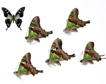 FIVE (5) The Purple Spotted Swallowtail Butterflies | Graphium weiskei | Unmounted Specimens A1