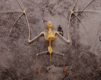 Vesper Bat SKELETON (Miniopterus medius) A1 Specimen (Non-CITES)