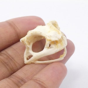 Asian Toad Skull (Duttaphrynus melanostictus) A1 Preserved Skull 25mm (Non-CITES)