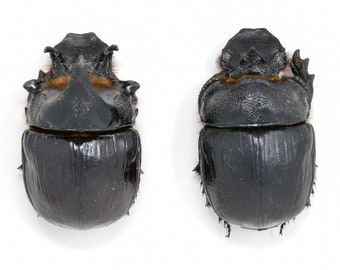 Pair Elephant Dung Beetles (Heliocopris dominus) GAINT SCARAB BEETLE A1 Quality, Entomology Real Insects, Dry Preserved Specimens