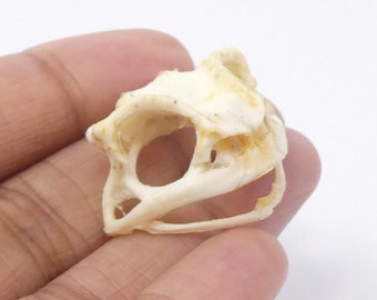 Asian Toad Skull (Duttaphrynus melanostictus) A1 Preserved Skull 25mm (Non-CITES)