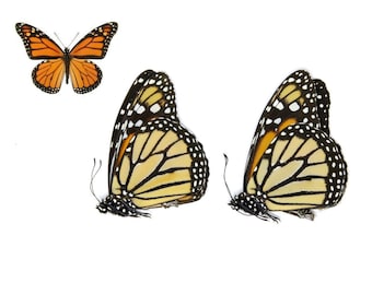 TWO (2) Monarch Butterflies, Danaus plexippus, Dry-Preserved Butterfly Specimens, Ethical Taxidermy Butterflies