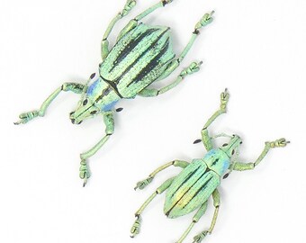 TWO (2) Turquoise Weevil (Eupholus cuvieri) A1 Entomology Specimens
