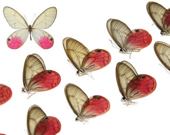 WHOLESALE 10 Pink Clearwings Butterflies, Cithaerias aurorina | A1 Dry-Preserved Unmounted Specimens