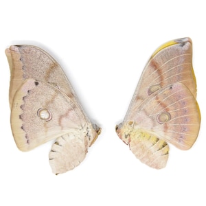 TWO (2) Thai Oak Silkmoth (Antheraea frithi) A1 Unmounted Saturnidae Moth Specimens, Entomology