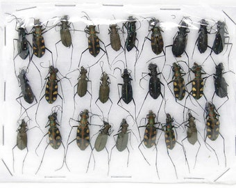 Insect Specimen Collection, Thailand 2021 (Various Coleoptera) SET#AI17