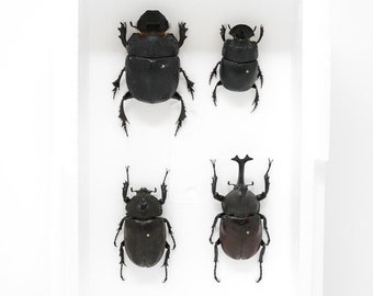 Giant Scarabs & Rhino Beetles Collection, Inc. Scientific Collection Data, A1 Quality, Entomology, Real Insect Specimens (#16)