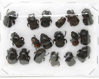 Insect Specimen Collection, Thailand  (Various Coleoptera) SET#AI12