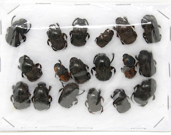 Insect Specimen Collection, Thailand 2021 (Various Coleoptera) SET#AI12