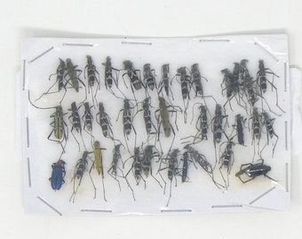 Lot of Small Beetles, Insects & Assorted Specimens - As seen in photo (C17)