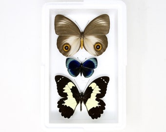 Pinned Tropical Butterflies, A1 Real Butterfly Pinned Set Specimens, Entomology Taxidermy (#BUT20)