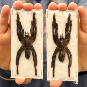 Peut inclure: Deux araignées noires préservées sont présentées dans un emballage rectangulaire transparent. Les araignées sont positionnées avec leurs pattes écartées, mettant en valeur leurs détails complexes. L'arrière-plan est flou, attirant l'attention sur les arachnides.