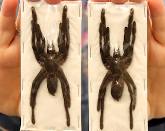 10 x Java Tarantulas (Selenocosmia javanensis dolichoplectra) A1 Specimens