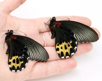 Two (2) Papilio forbesi, "Swallowtail" A1 Real Dry-Preserved Butterflies, Unmounted Entomology Taxidermy Specimens