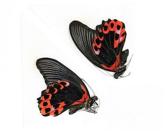 Two (2) Papilio rumanzovia "Scarlet Mormon" A1 Real Dry-Preserved Butterflies, Unmounted Entomology Taxidermy Specimens