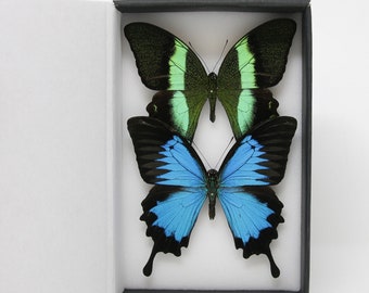 TWO (2) Green & Blue SWALLOWTAIL Butterflies (Papilio blumei, P. ulysses) A1 Spread Specimens