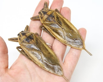 2 x Thai Giant Water Bug 3.5" (Lethocerus grandis) Belostomatidae Specimens A1 Quality Real Insect Entomology