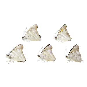 Fünf (5) Der Türkise Kaiser, Doxocopa laurentia, unmontierte Papierschmetterlinge, Sammelexemplare, Kunst, Entomologie