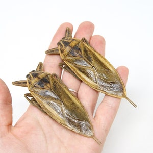 2 x Thai Giant Water Bug 3.5&quot; (Lethocerus grandis) Belostomatidae Specimens A1 Quality Real Insect Entomology
