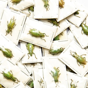 FIVE (5) Gold-dust Weevils (Hypomeces squamosus) A1 Entomology Specimens