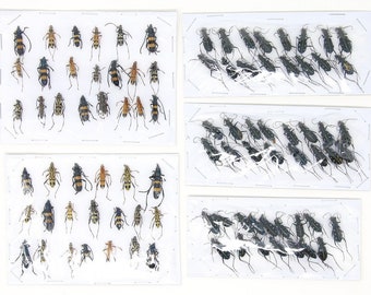 Assorted Specimens Insect Collection (Thailand) A1 Unmounted Dried Beetles, Coleoptera LOT*184