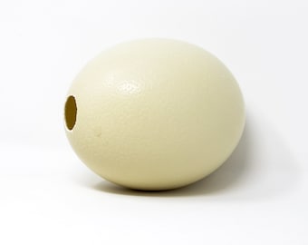 SIX (6) WHOLESALE Genuine South Africa Ostrich Egg XL, blown, Top-grade, Natural History Supplies