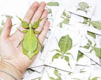 WHOLESALE 10 Giant Leaf Insects A1, Phyllium celebicum, Spread Insect Specimens for Collecting, Art, Entomology