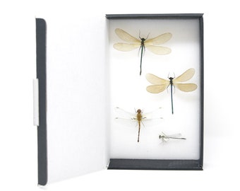 Vintage Dragonflies & Damselflies Entomology Specimen Collection | Pinned Odonata | Presented in a Gift Box (JN21-53)