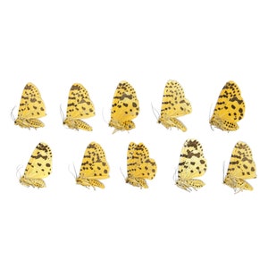 10 x The Crotalaria Podborer Moth | Argina astrea | Dry-Preserved Unmounted Butterfly Specimens A1