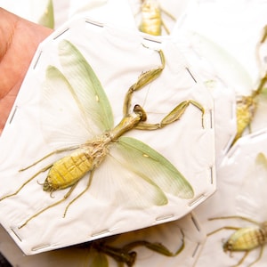 May include: A collection of preserved praying mantises mounted on white card stock with a light green background. The mantises are displayed with their wings spread out.