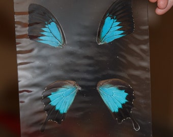 Butterfly Wings GLOSSY LAMINATED SHEET Real Ethically Sourced Specimens Moths Butterflies Wings for Art -- Papilio ulysses