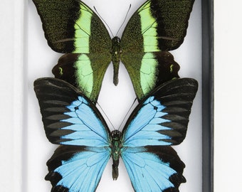 TWO (2) Green & Blue Swallowtail Butterflies (Papilio blumei, P. ulysses) A1 Best Quality SET SPECIMENS, Lepidoptera Entomology