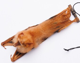 TWO (2) Hanging Fire Bats (Kerivoula picta) | A1 Museum Quality Specimen Dry-Preserved Taxidermy NON-CITES