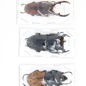 Assorted Specimens Insect Collection (Thailand) A1 Unmounted Dried Beetles, Coleoptera LOT*165