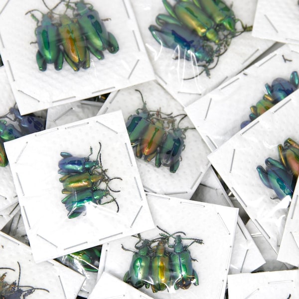 WHOLESALE 30 Colorful Frog Beetles | Sagra longicollis, Thailand A1/A1- | Pretty Insect Specimens for Entomology Art