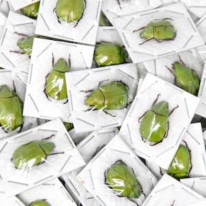 Pack of 10 Apple Green Scarab Beetles (Anomala dimidiata) Insect Specimens for Collecting