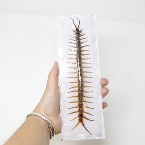 巨大毒森ムカデの額入り剥製 - Scolopendra subspinipes - 10.3