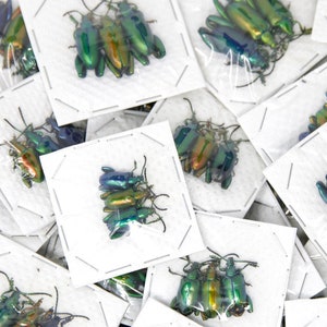 WHOLESALE 100 Colorful Frog Beetles (Sagra longicollis) A1-/A-/A2 Mixed Lot