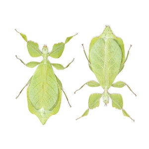 TWO (2) Giant Leaf Insects | Phyllium celebicum | A1 Entomology Specimens