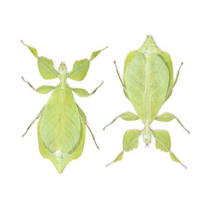 TWO (2) Giant Leaf Insects | Phyllium celebicum | A1 Entomology Specimens