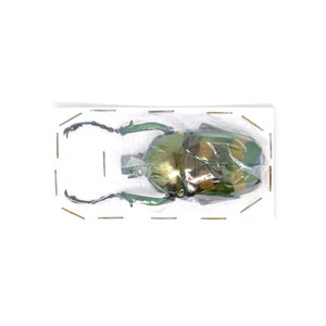 Jumnos ruckeri ruckeri 51.6mm A1 | Thailand Green Flower Beetle, Entomology Specimen