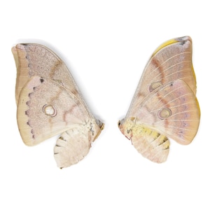 DIEZ (10) polillas de seda de roble tailandesas (Antheraea frithi) A1 Ejemplares sin montar para coleccionar arte enmarcado