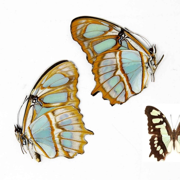 TWO (2) Malachite Brush-footed Butterflies, Siproeta stelenes, Ethical Specimens for Collecting, Art, Entomology, Learning & Education