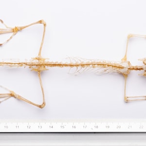 Forest Lizard Skeleton 15" (Bronchocela jubata) Real Skeleton Specimen 40cm (Non-CITES)