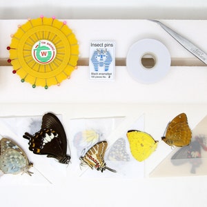 Kit di montaggio per farfalle, attrezzatura per farfalle, campioni entomologici