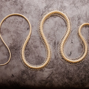 Puede incluir: Esqueleto de serpiente sobre una superficie gris oscuro. Los huesos son de color beige claro, con el cráneo al final de la sección principal. La columna vertebral está curvada en forma de S, con una sección más pequeña a la izquierda.