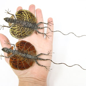 Peut inclure: Deux lézards volants de dragon préservés, l'un avec des marques brunes et noires et l'autre avec des marques jaunes et noires, sont affichés sur une main.