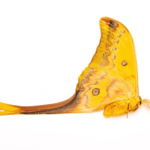 Rare Yellow Moon-Moth (Actias groenendaeli acutapex) A1- LUNA MOTH Specimen, Lepidoptera