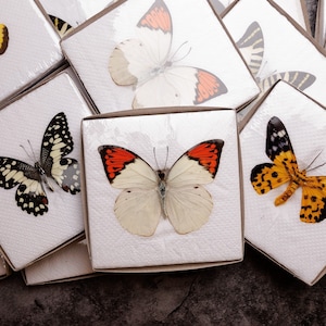 Two (2) Spread Butterflies Ethically Sourced, Assorted Real Butterfly Specimens with Wings Spread, A1